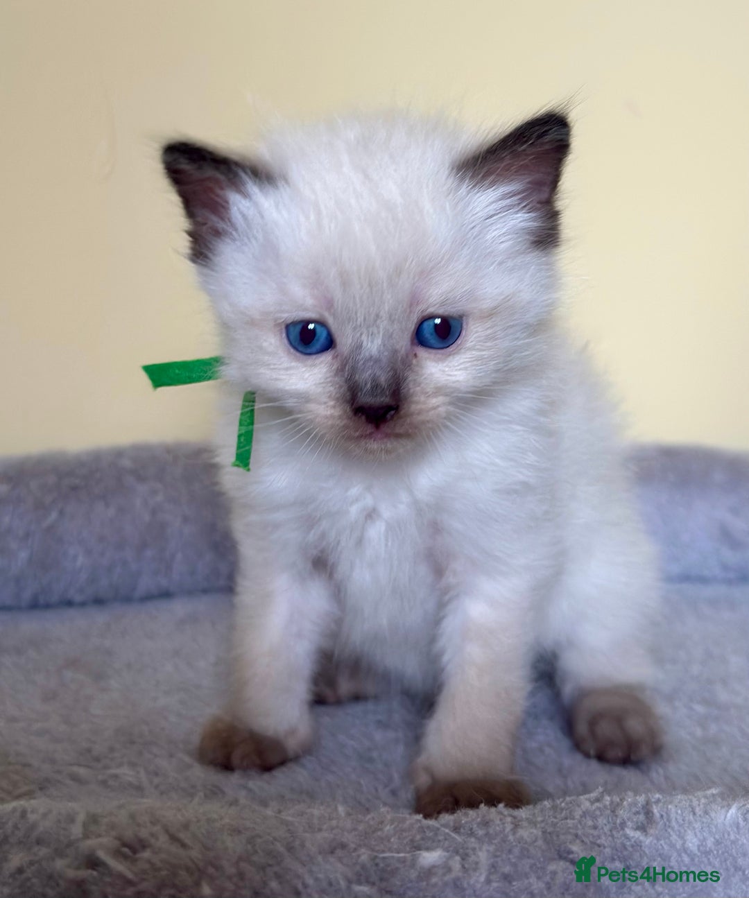 Ragdoll cats for sale: Adorable Ragdolls- DNA Clear Parents 🌟 - Image 3