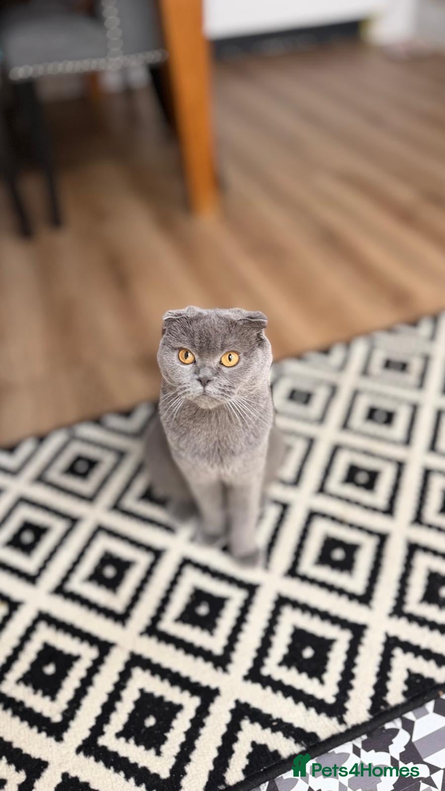 Scottish Fold cats Beautiful Scottish fold kittens - Advert 1
