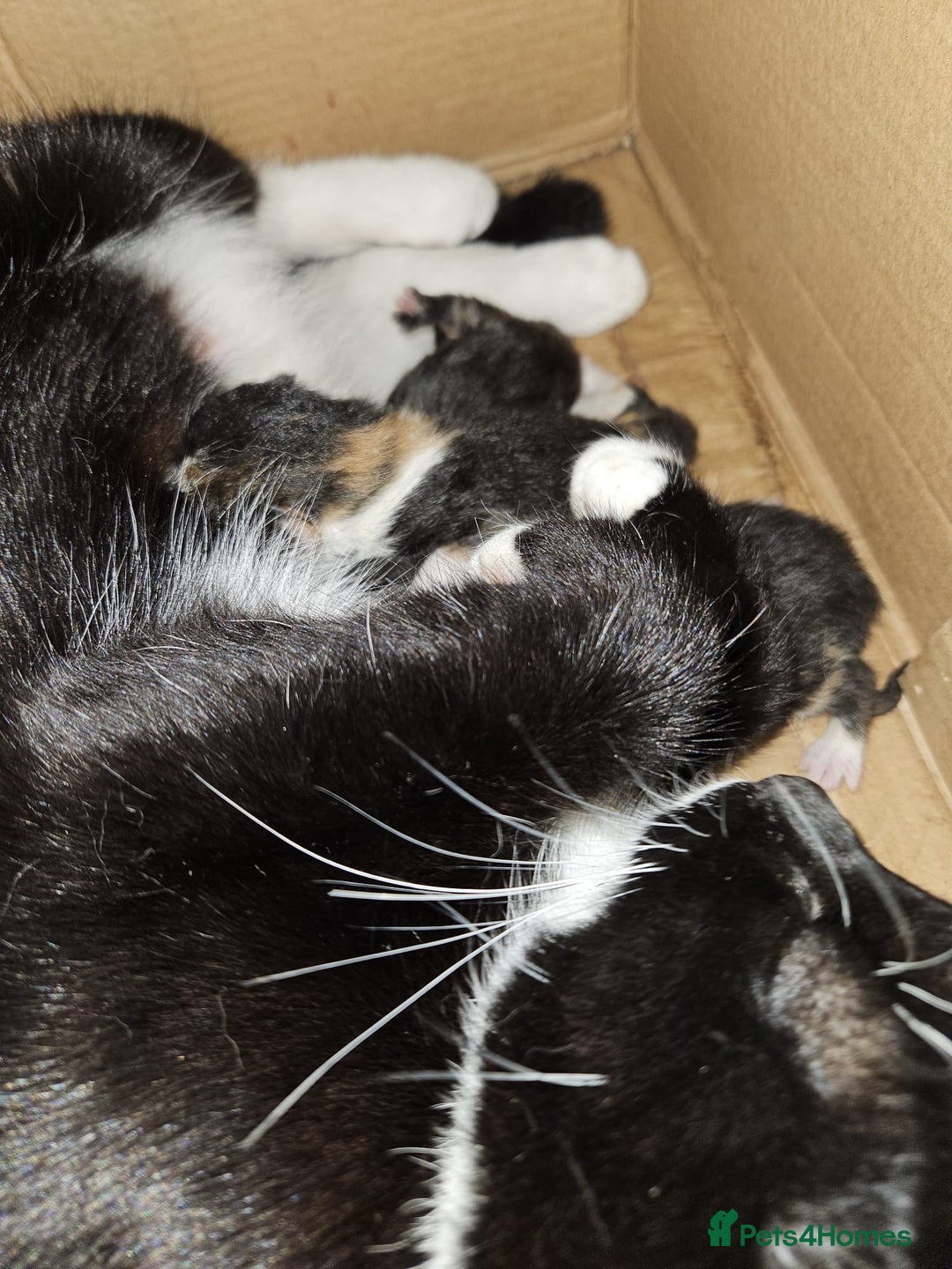 Mixed Breed cats for sale: 2 beautiful black white ginger kittens  - Advert 4