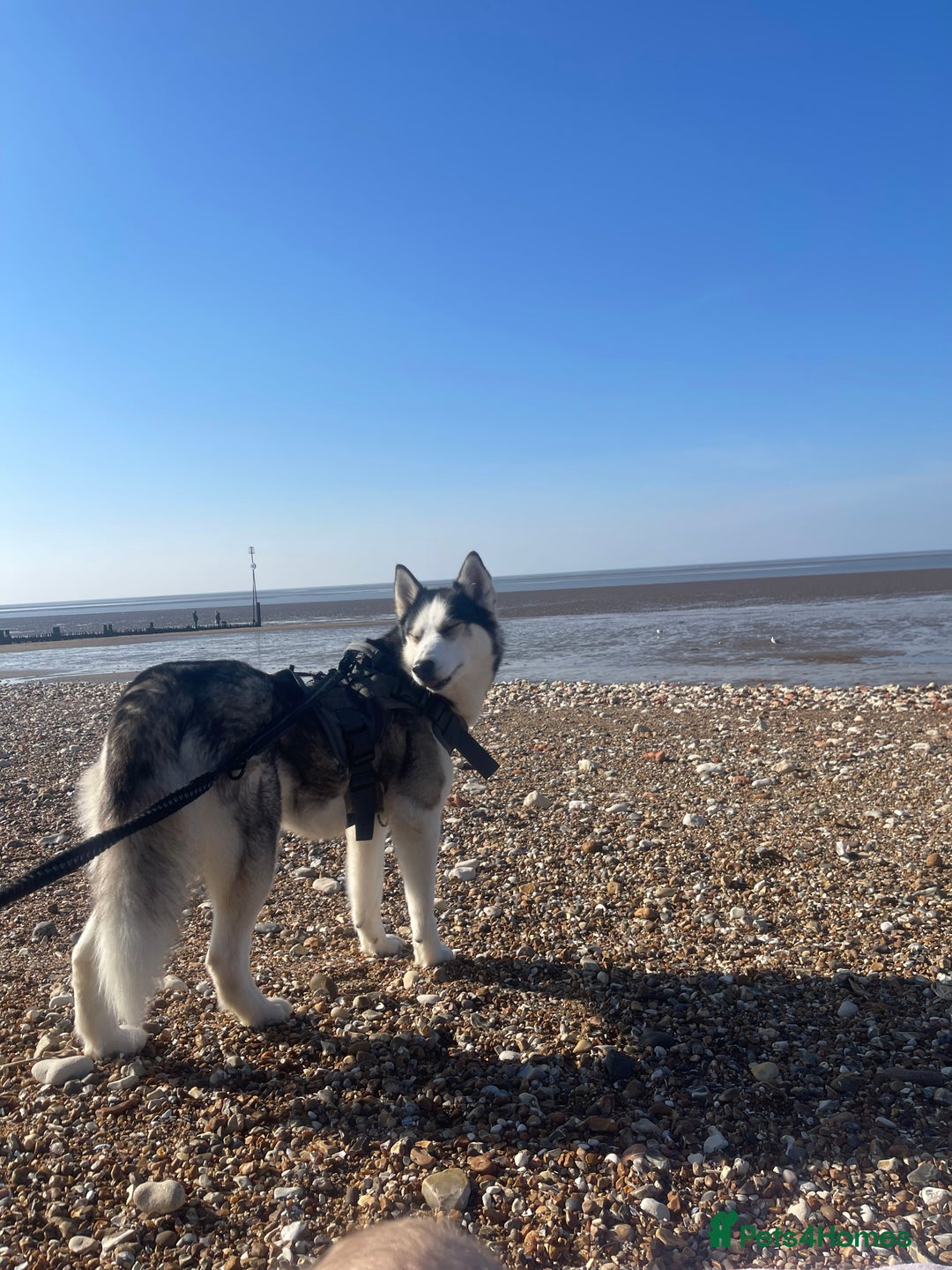 Siberian Husky dogs for sale: 4 year old Siberian  husky  - Advert 4