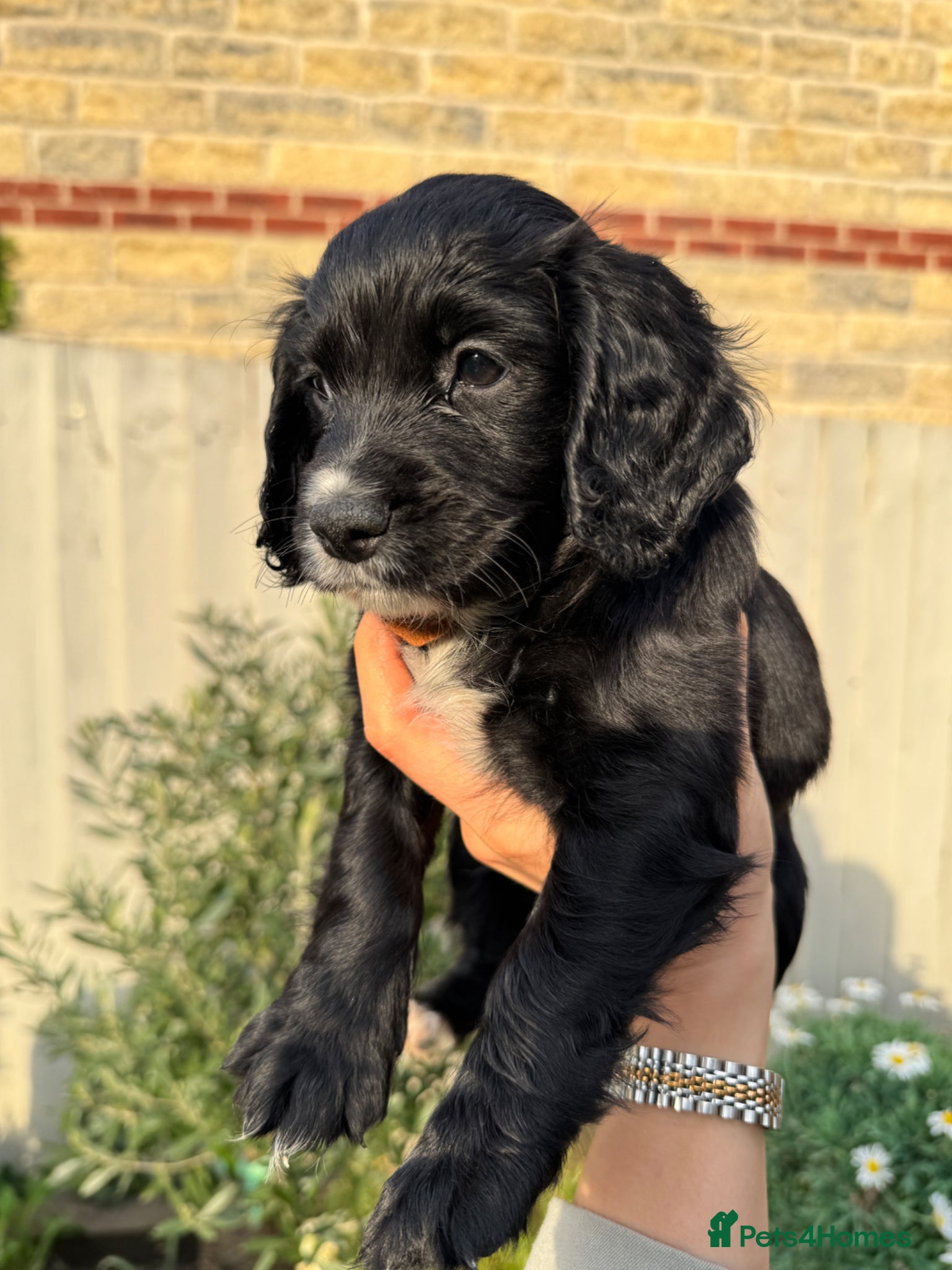Cocker Spaniel dogs KC Registered Working Cocker Spaniels  - Advert 10