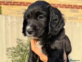 Cocker Spaniel dogs KC Registered Working Cocker Spaniels - Advert 10