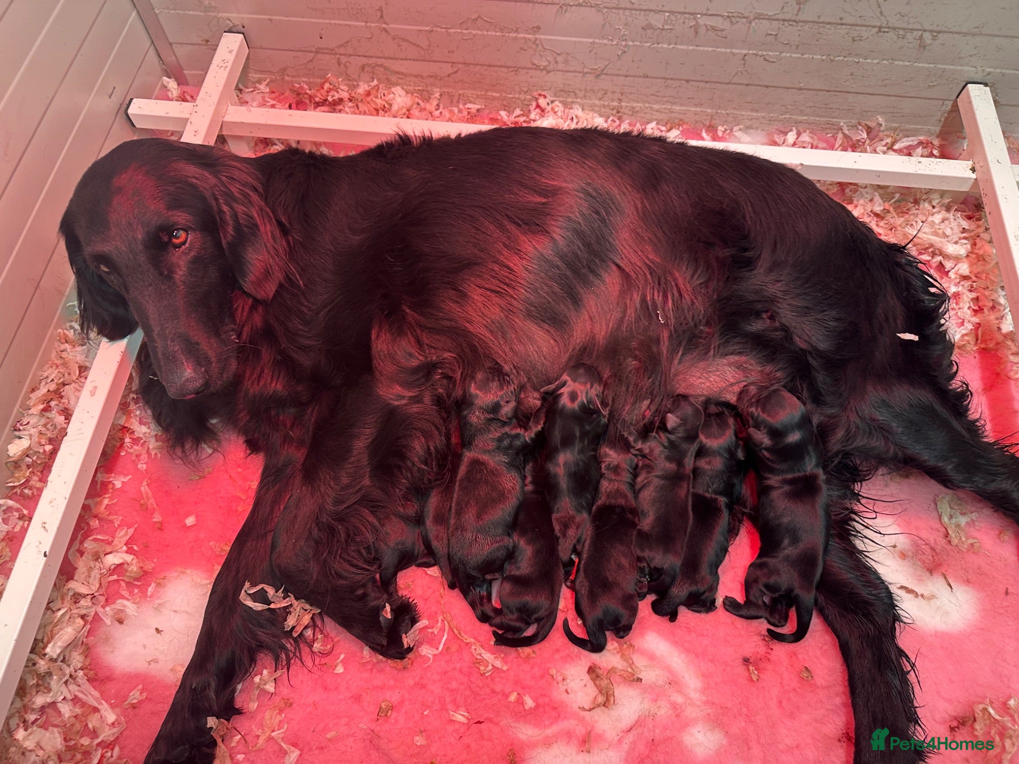 Flat coated Retriever dogs Two stunning black Flatcoats puppies for sale  - Advert 2