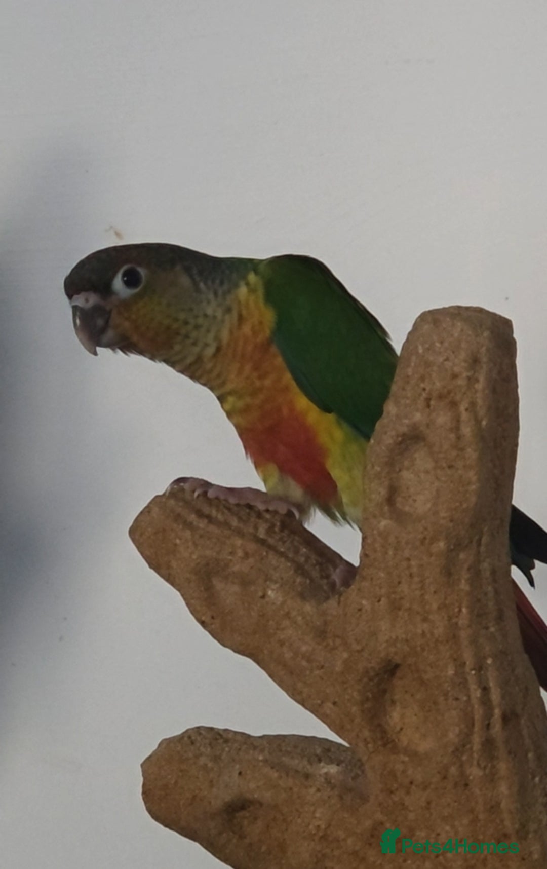 Conures birds for sale: 3 yellowsided conures - Image 3