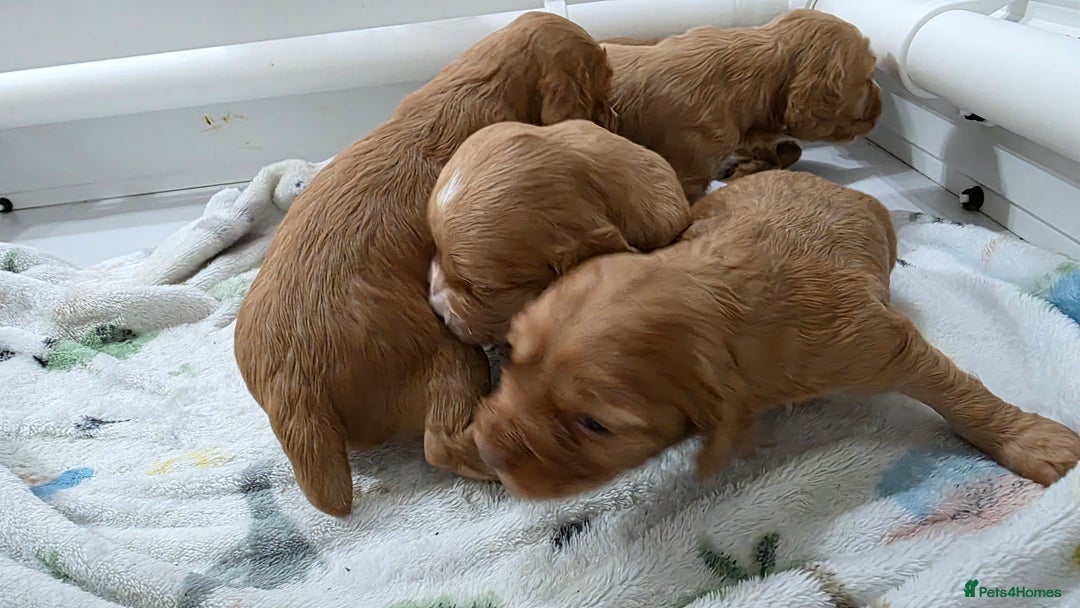 Cocker Spaniel dogs for sale: Working Cocker spaniel puppies - Advert 19