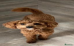 Cavapoo dogs for sale: 11 month old Cavapoo boy - Image 2