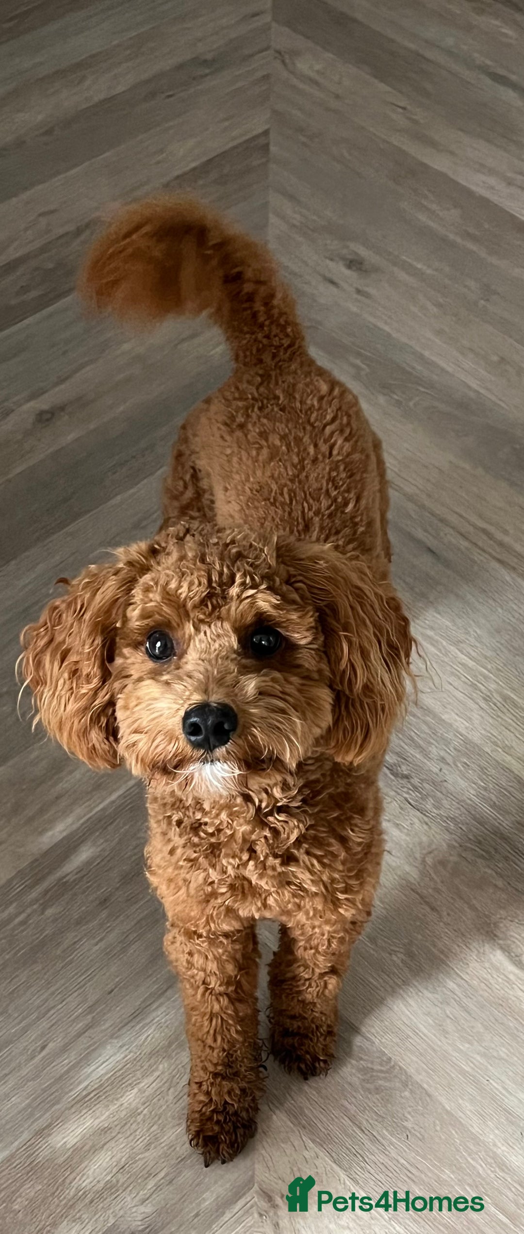 Cavapoo dogs for sale: 11 month old Cavapoo boy - Image 2