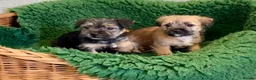 Mixed Breed dogs for sale: Border x Norfolk Terrier pups - Advert 4