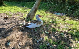 Ducks poultry for sale: Two muscovy drakes - Image 1
