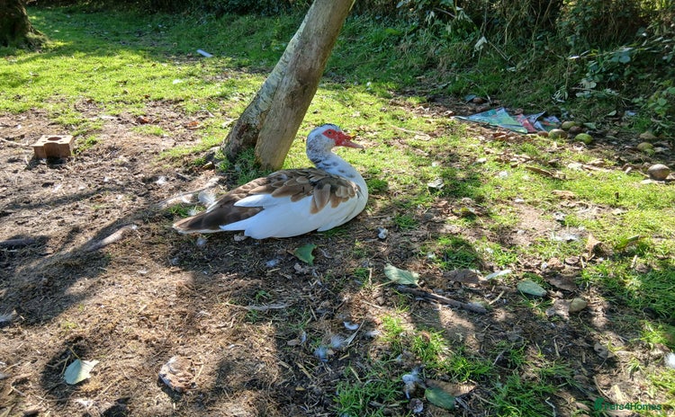 Ducks poultry - Advert 1