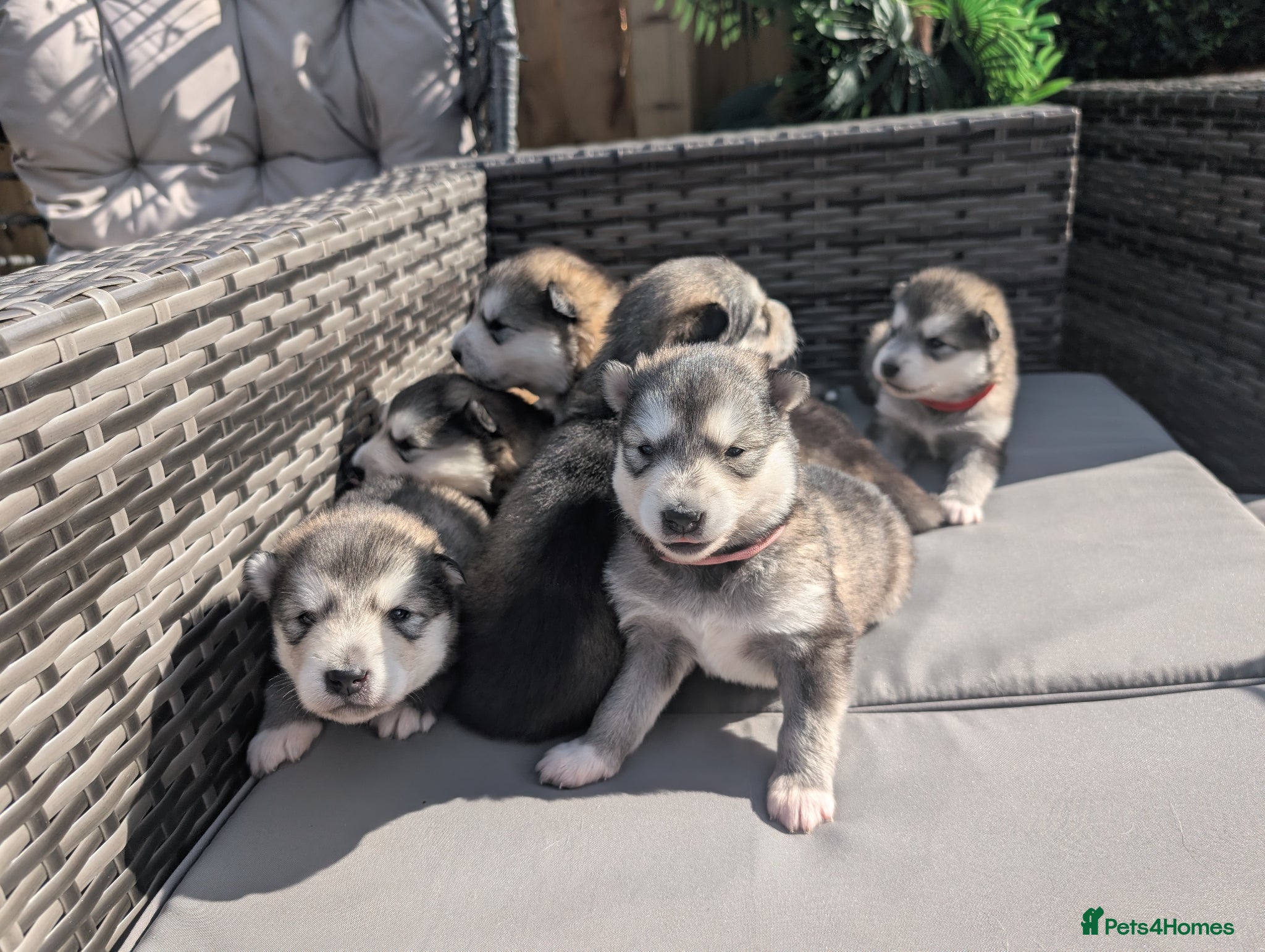 Alaskan Malamute dogs Champ KC Registered Alaskan Malamute Puppies - Advert 1