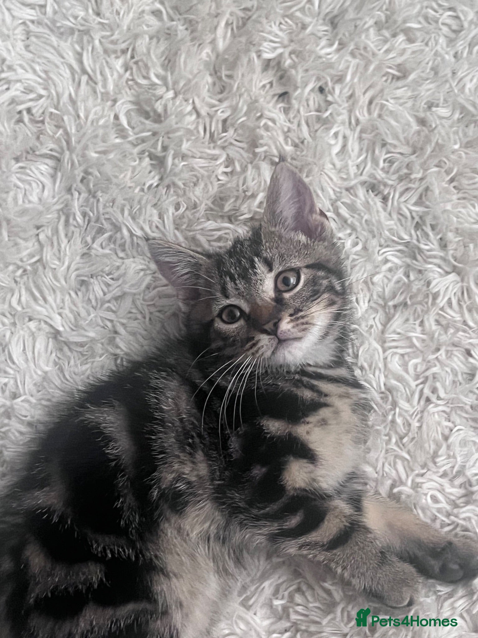 Mixed Breed cats Kittens - Advert 4