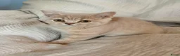 Selkirk Rex cats for sale: Selkirk Rex (shorthaired) girls and boy - Advert 9