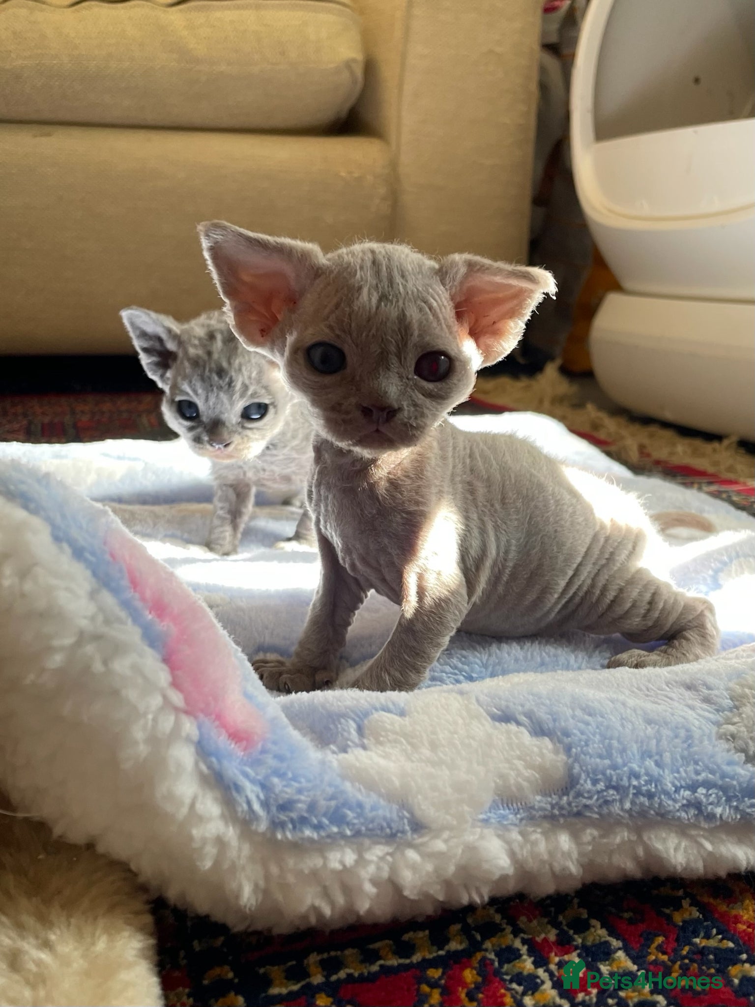 Devon Rex cats Last one Stunningly beautiful  Devon  rex boy - Advert 11