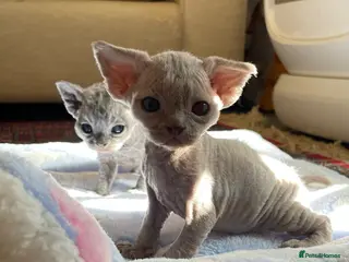 Devon Rex cats Last one Stunningly beautiful Devon rex boy - Advert 11
