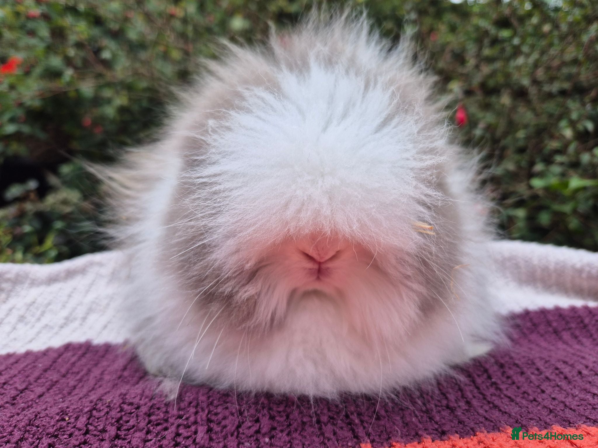 Angora rabbits ❤️STUNNING TEDDYDWERG BABIES- IMPORTED PARENTS ❤️ - Advert 1