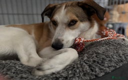 Mixed Breed dogs for adoption: Meet Tim, currently residing in Essex  - Image 11
