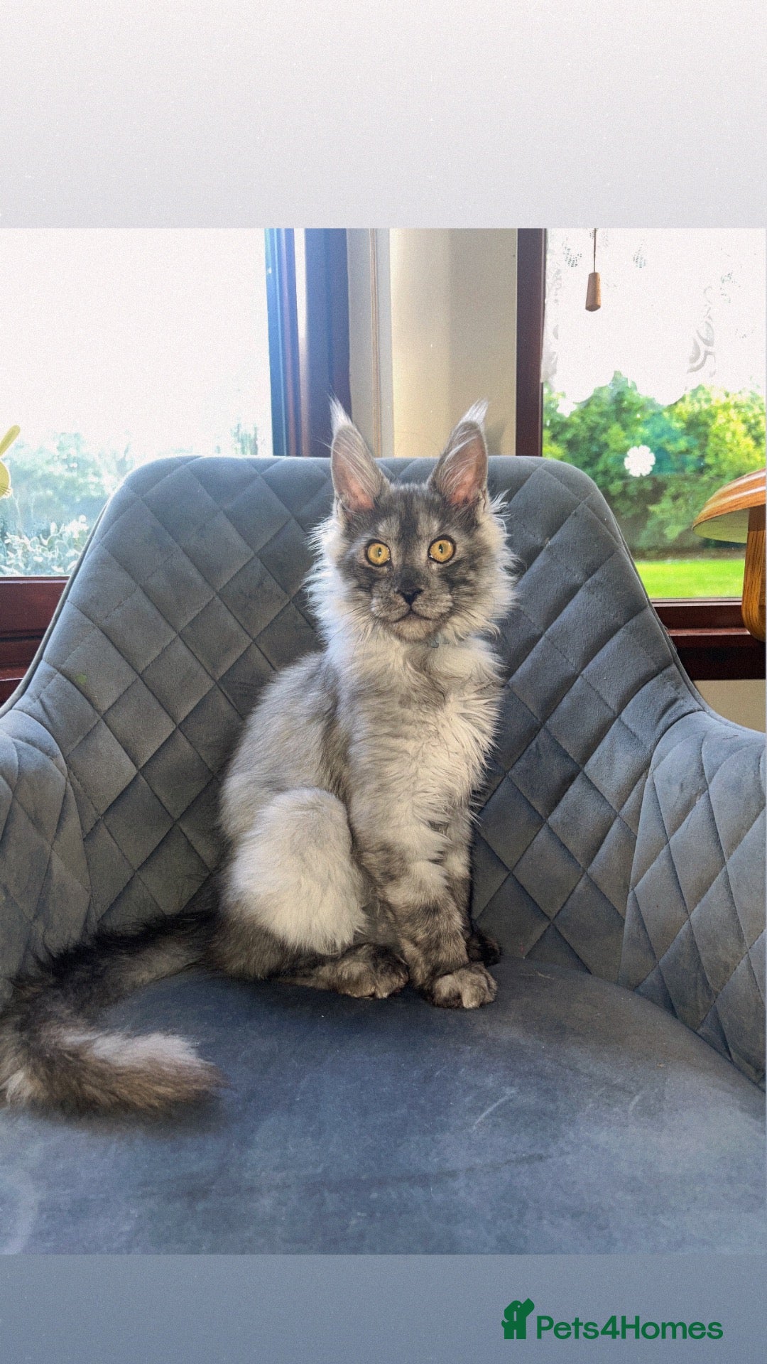 Maine Coon cats TICA REGISTERED Maine coon kitten ready now - Advert 7