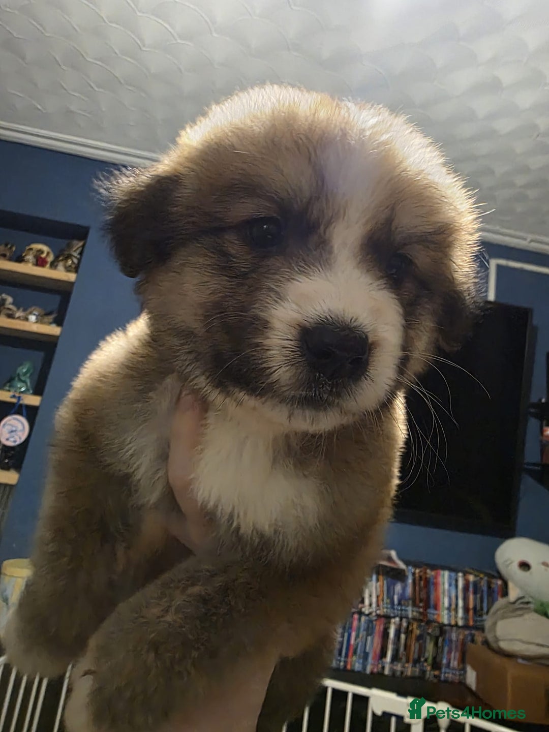 Mixed Breed dogs for sale: Bernese X swiss Shepard pups - Advert 3