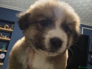 Mixed Breed dogs Bernese X swiss Shepard pups - Advert 1