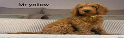 Labradoodle dogs for sale: INSTAGRAM. “OAKWELL RETRIEVERS” HEALTHY HOUNDS - Advert 13