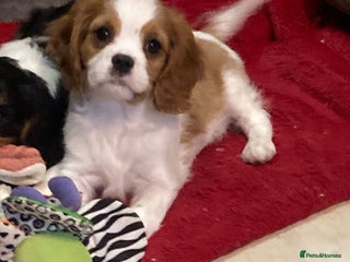 Cavalier King Charles Spaniel dogs Beautiful cavaliers ready for new homes - Advert 8