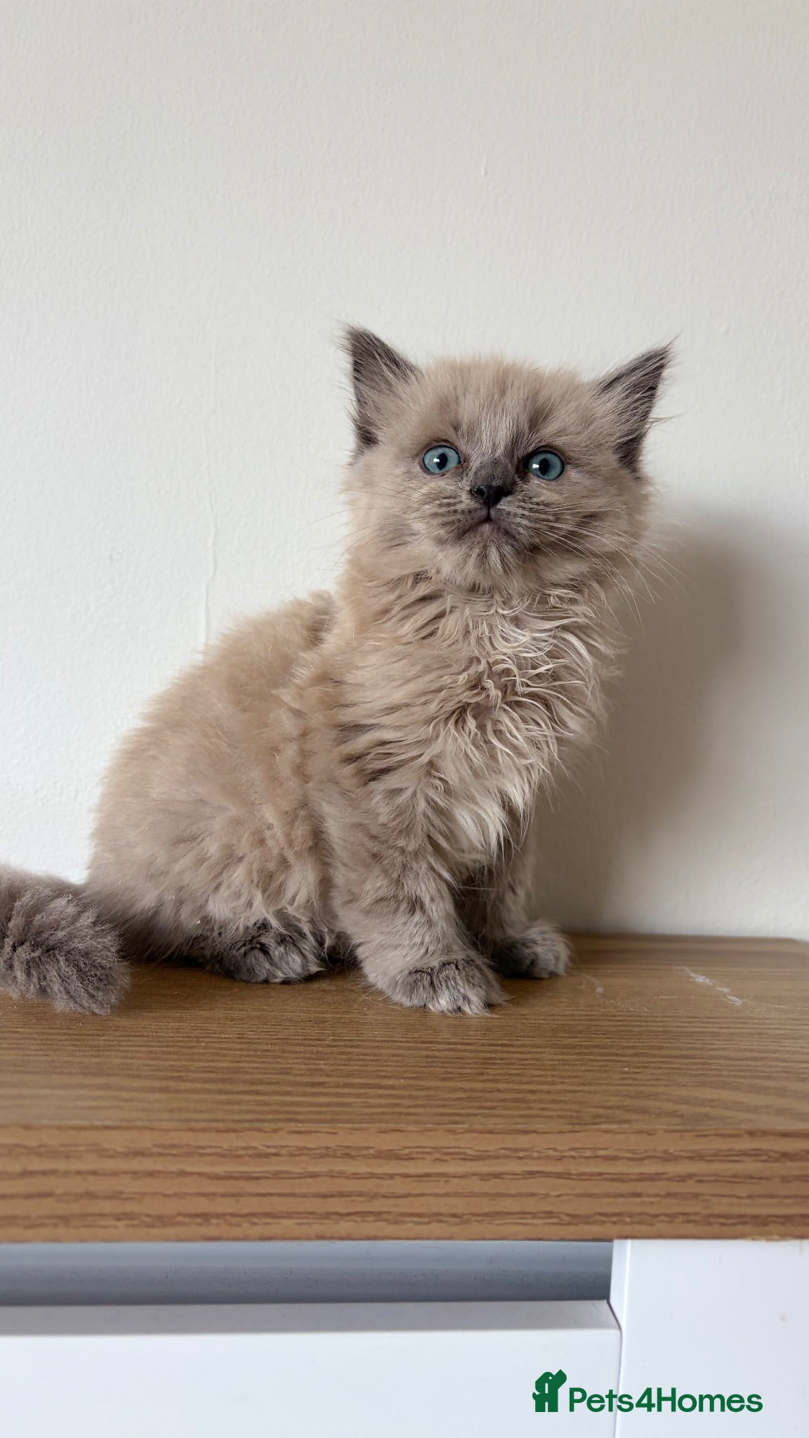 Ragdoll cats Last 2 stunning male ragdoll kittens - Advert 11