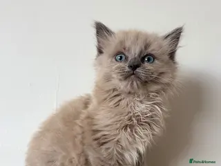 Ragdoll cats Last 2 stunning male ragdoll kittens - Advert 11