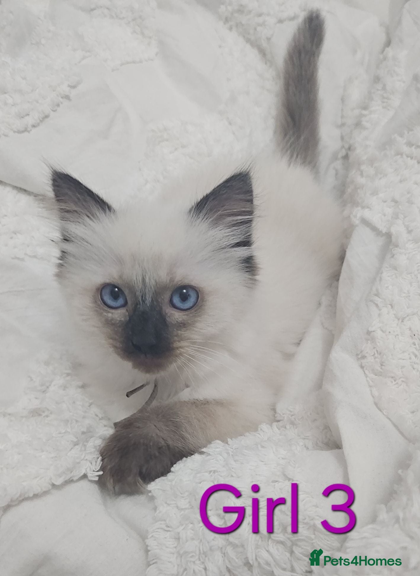 Ragdoll cats 6 Ragdoll kittens READY NOW *2 left* - Advert 2