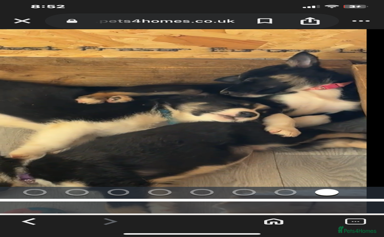 Border Collie dogs - Advert 4
