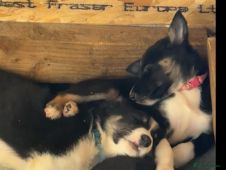 Border Collie dogs - Advert 2