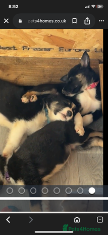 Border Collie dogs - Advert 4