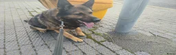 German Shepherd dogs for sale: German shepherd (ex security dog)  male - Advert 1