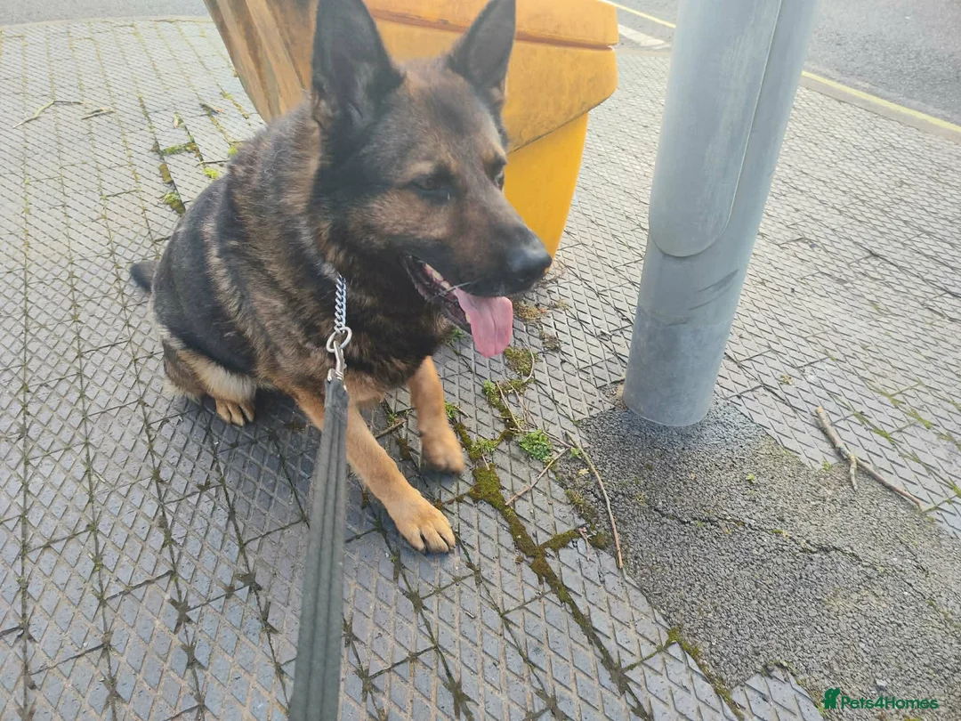 German Shepherd dogs for sale: German shepherd (ex security dog)  male - Advert 1