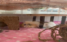 Guinea Pig rodents for sale: Two lovely boars with complete set up - Image 17