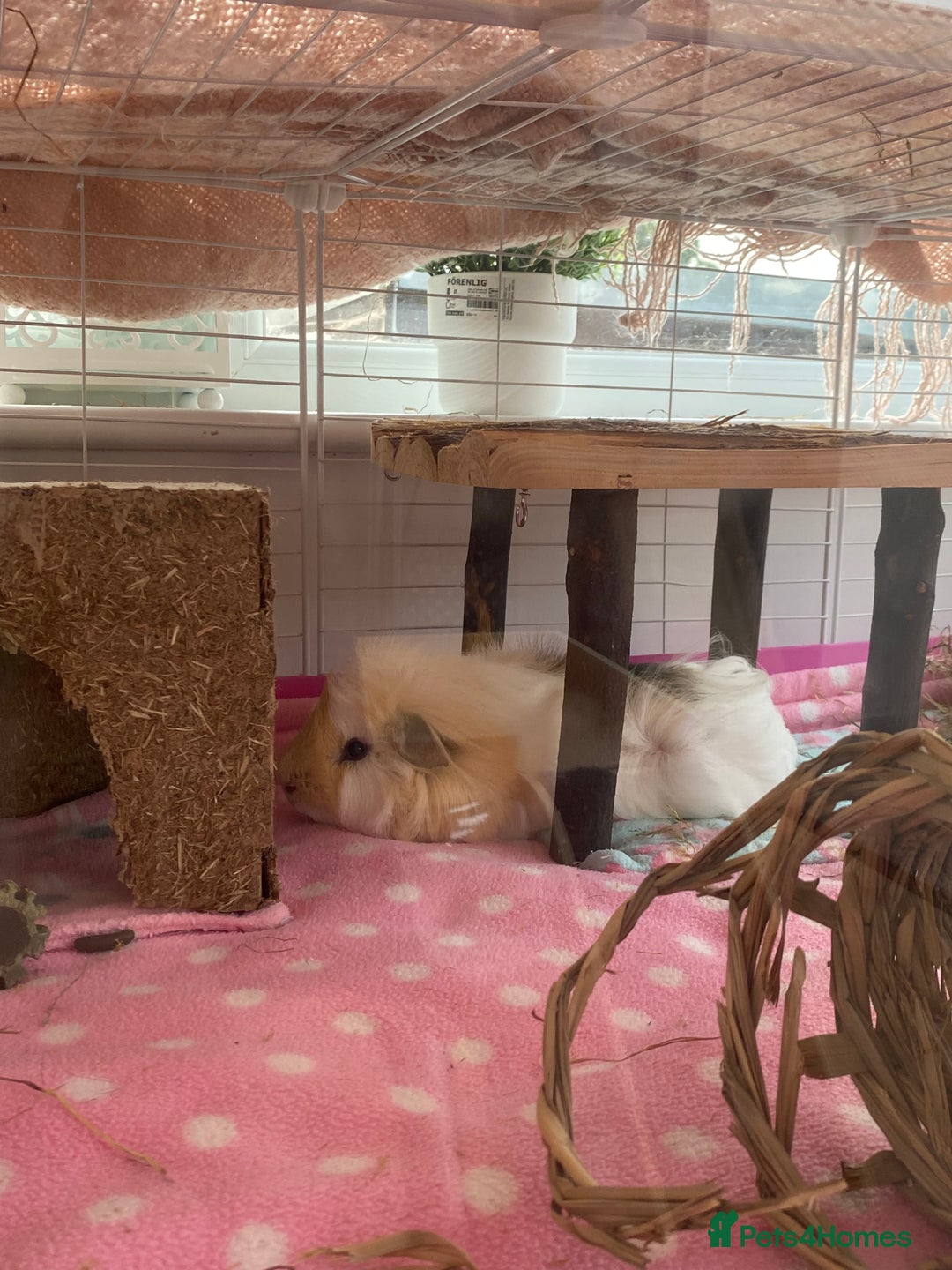 Guinea Pig rodents for sale: Two lovely boars with complete set up - Image 17