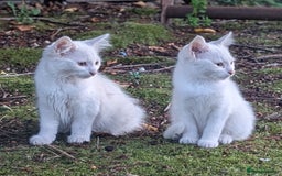 Mixed Breed cats for sale: Premium kittens for sale - Image 1