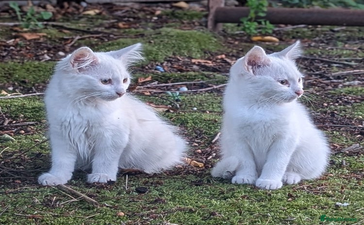Mixed Breed cats - Advert 1