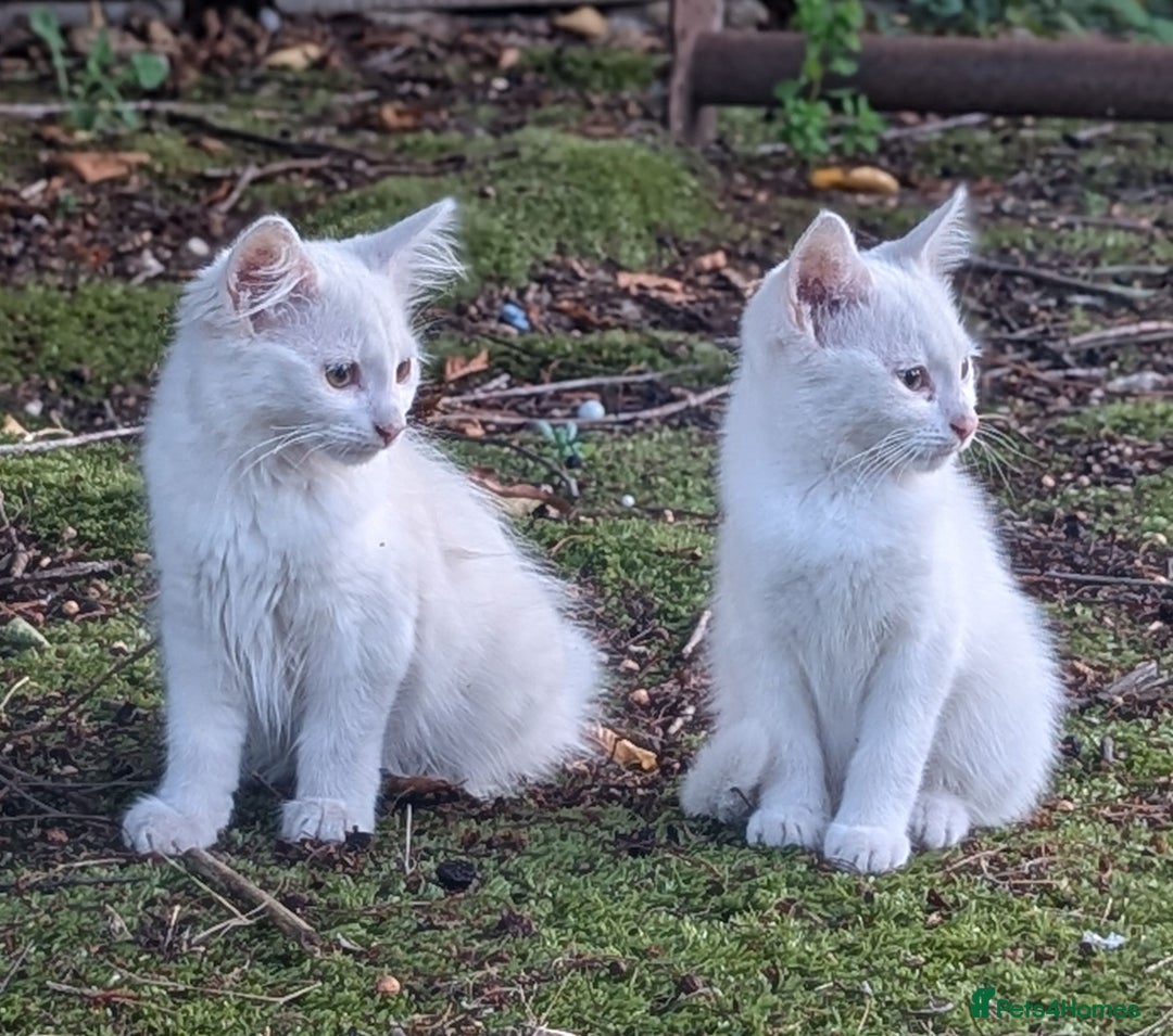 Mixed Breed cats for sale: Premium kittens for sale - Image 1