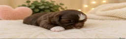 Shih Tzu dogs for sale: Chocolate Shih Tzu Puppies Ready June - Advert 6