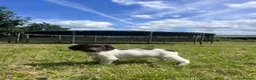 English Springer Spaniel dogs for sale: Gorgeous English Springer Spaniels  - Advert 12