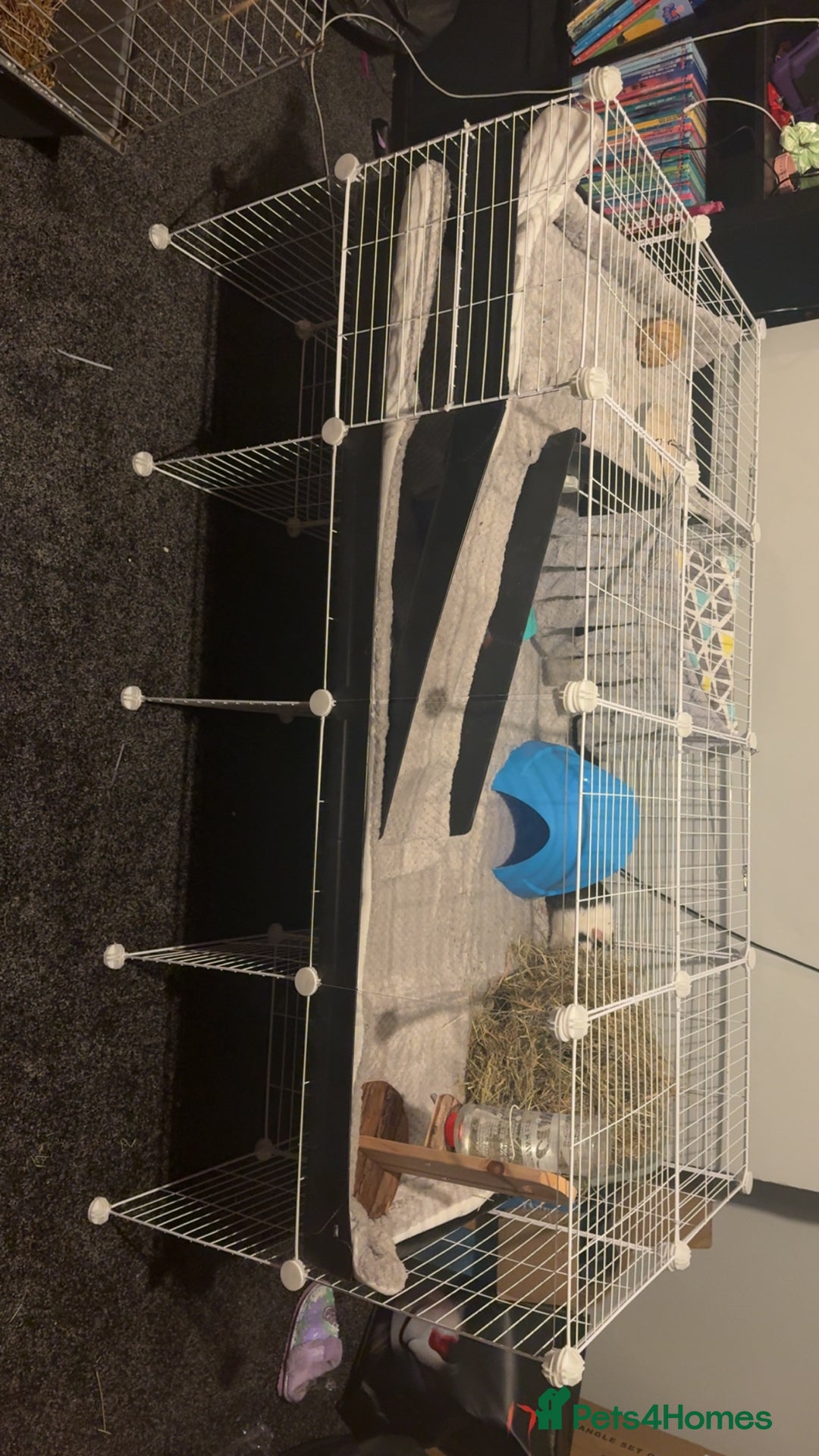 Guinea Pig rodents for sale: Two bonded female guinea pigs with set up - Advert 3