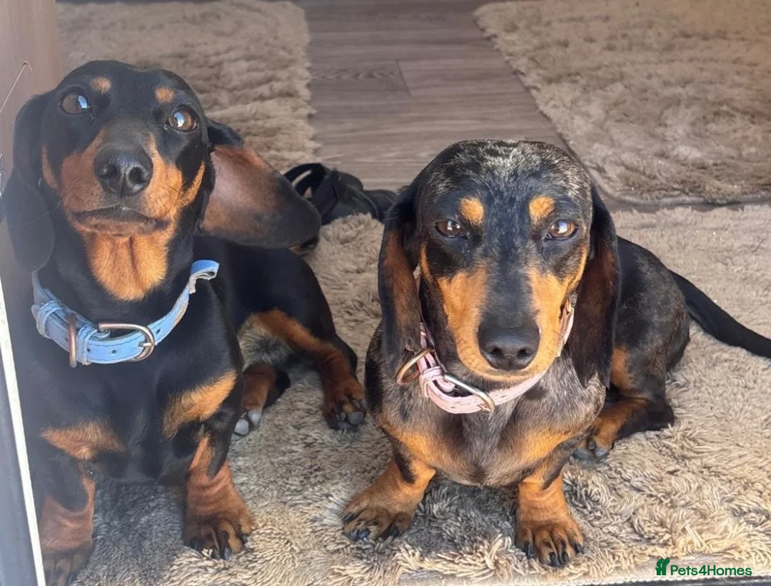 Dachshund dogs for sale: Dashound puppies  - Advert 1