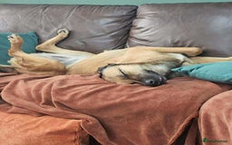 Mixed Breed dogs for adoption: BETSY-2yrs, 22kg, loves dogs/well trained/playful - Image 8