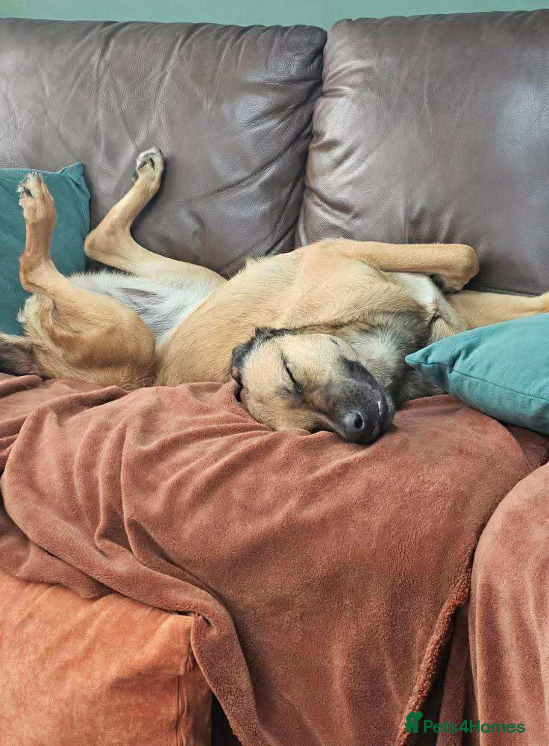 Mixed Breed dogs for adoption: BETSY-2yrs, 22kg, loves dogs/well trained/playful - Image 8