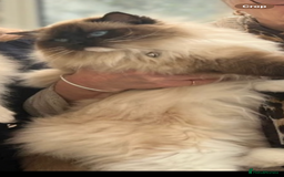 Ragdoll cats for sale: Available Now! GCCFReg   - Image 13