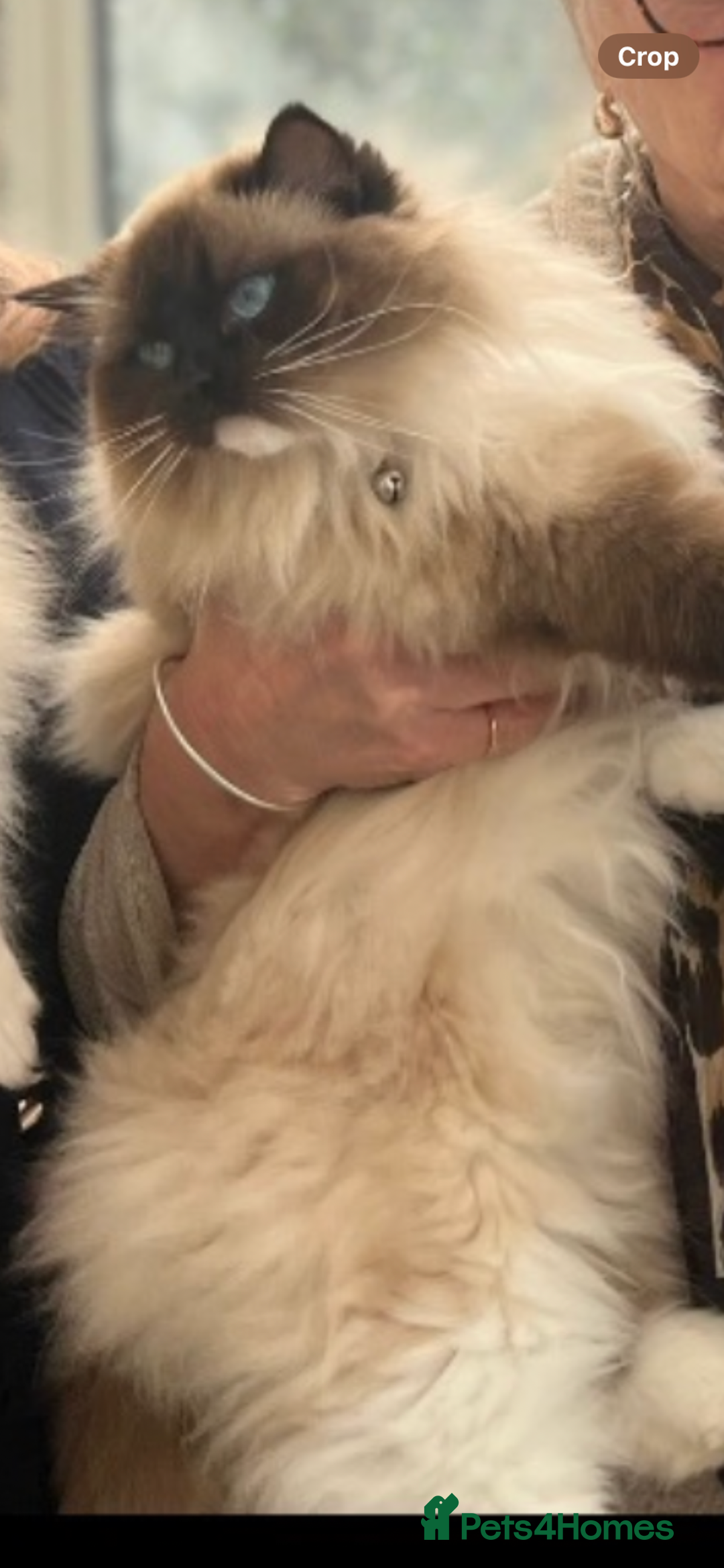 Ragdoll cats for sale: Available Now! GCCFReg   - Image 13