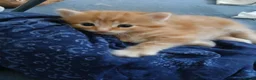 Mixed Breed cats for sale: Kittens for sale Rothwell, Kettering - Advert 5