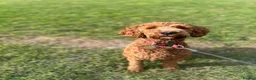 Cockapoo dogs for sale: 1 YearOld Cockapoo Looking for His Forever Home 🐾 - Advert 2