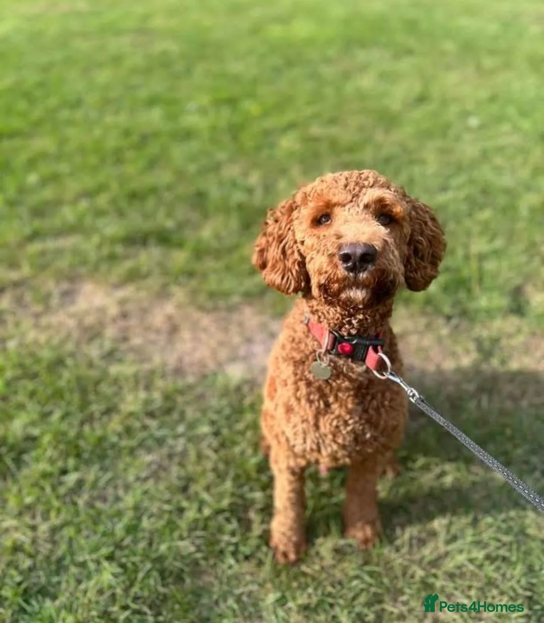 Cockapoo dogs for sale: 1 YearOld Cockapoo Looking for His Forever Home 🐾 - Advert 2